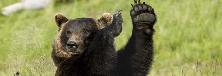 Bear